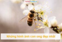 Các Hình Ảnh Tuyệt Vời của Con Ong