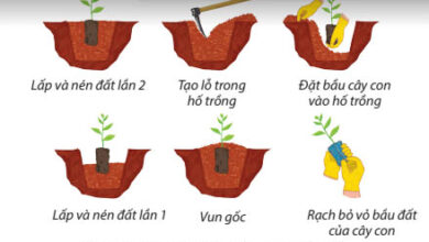 Công nghệ 7 Bài 7: Trồng, chăm sóc và bảo vệ rừng Giải Công nghệ lớp 7 Bài 7 trang 42 sách Chân trời sáng tạo