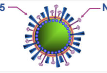 Dấu hiệu nhận biết vật nuôi nhiễm cúm A/H5N1