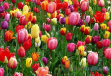 Hoa Tulip trắng có ý nghĩa gì? Ý nghĩa hoa Tulip theo màu sắc