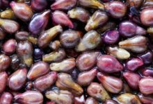Lợi ích sức khỏe của chiết xuất hạt nho