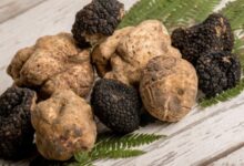 Nấm truffle là gì? Nấm truffle có tác dụng gì, mua ở đâu, giá bao nhiêu?