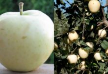 Táo ‘ma’ là táo gì? Công dụng của táo ‘ma’