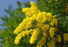 Tìm hiểu nguồn gốc, ý nghĩa loài hoa mimosa tỏa sắc vàng