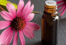 Chiết xuất hoa cúc tím (Echinacea) là gì? Có công dụng gì cho da?