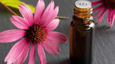 Chiết xuất hoa cúc tím (Echinacea) là gì? Có công dụng gì cho da?