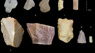 Công cụ mà người tối cổ đã chế tạo ra là gì? Lịch sử phát triển của công cụ thời kì đồ đá