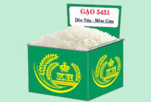 Gạo 5451 là gạo gì? Công dụng của gạo OM 5451