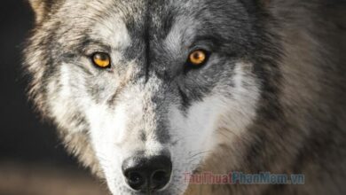 Hình ảnh chó sói khát máu, uy lực và đáng sợ