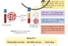 KHTN 8 Bài 30: Máu và hệ tuần hoàn ở người Giải KHTN 8 Cánh diều trang 143, 144, 145, 146, 147