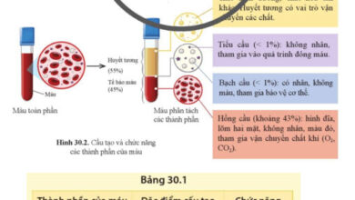 KHTN 8 Bài 30: Máu và hệ tuần hoàn ở người Giải KHTN 8 Cánh diều trang 143, 144, 145, 146, 147