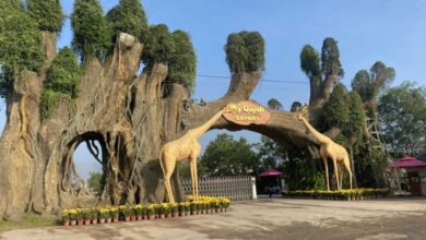 Review chi tiết sở thú Mỹ Quỳnh Safari rộng 50ha, cách Sài Gòn chỉ 40km