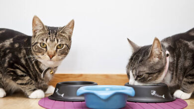 8 nguyên nhân khiến mèo đang khỏe mạnh đột nhiên bỏ ăn