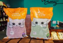 Các loại cát vệ sinh cho mèo giá rẻ khử mùi hiệu quả