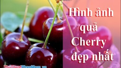 Các Mẫu Ảnh Quả Cherry Tuyệt đẹp