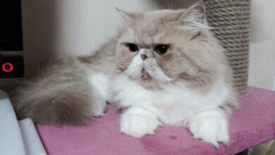 Cẩm nang mèo Ba Tư: Nguồn gốc, đặc điểm, cách nuôi, giá bán