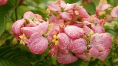 Cây bướm hồng: Đặc điểm, ý nghĩa và cách chăm sóc chi tiết