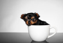 Chó Teacup là giống chó gì? Nguồn gốc, đặc điểm, cách nuôi, giá bán