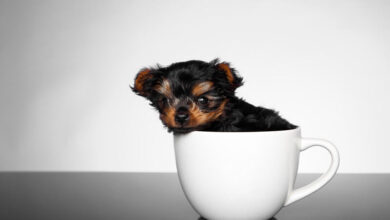 Chó Teacup là giống chó gì? Nguồn gốc, đặc điểm, cách nuôi, giá bán