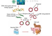 Công nghệ 11 Bài 15: Ứng dụng công nghệ sinh học trong phòng, trị bệnh vật nuôi Giải Công nghệ Chăn nuôi 11 Kết nối tri thức trang 74, 75, 76, 77