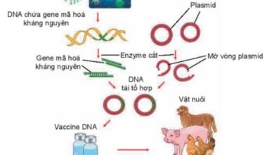 Công nghệ 11 Bài 15: Ứng dụng công nghệ sinh học trong phòng, trị bệnh vật nuôi Giải Công nghệ Chăn nuôi 11 Kết nối tri thức trang 74, 75, 76, 77