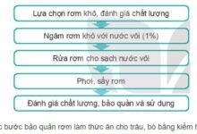 Công nghệ 11 Bài 9: Bảo quản thức ăn chăn nuôi Giải Công nghệ Chăn nuôi 11 Kết nối tri thức trang 52, 53, 54