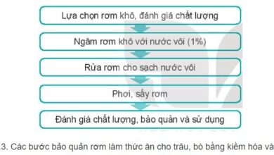 Công nghệ 11 Bài 9: Bảo quản thức ăn chăn nuôi Giải Công nghệ Chăn nuôi 11 Kết nối tri thức trang 52, 53, 54