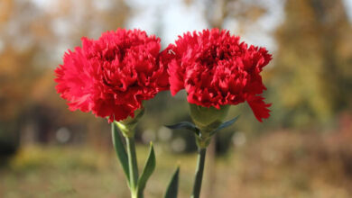 Đặc điểm, ý nghĩa hoa cẩm chướng (hoa phăng) và cách chăm sóc hoa nở đẹp