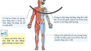 KHTN 8 Bài 28: Hệ vận động ở người Giải KHTN 8 Cánh diều trang 131, 132, 133, 134, 135, 136