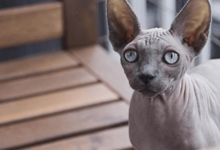 Mèo ai cập (mèo Sphynx): Nguồn gốc, đặc điểm, cách nuôi, giá bán