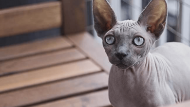 Mèo ai cập (mèo Sphynx): Nguồn gốc, đặc điểm, cách nuôi, giá bán