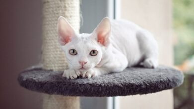 Mèo Devon Rex: Nguồn gốc, đặc điểm, cách nuôi, giá bán