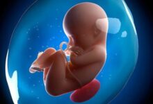 Sự phát triển của thai nhi và mẹ bầu ở tuần thứ 20