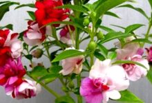 Tìm về hiểu hoa móng tay, ý nghĩa, cách trồng và cách chăm sóc chi tiết