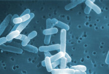 Vai trò của men vi sinh Lactobacillus reuteri đối với sức khỏe